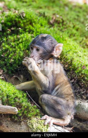 Macaque de Barbarie (Macaca sylvanus), monkey baby, captive Banque D'Images