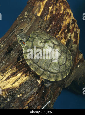 Tortue à oreilles rouges - Trachemys scripta elegans Banque D'Images