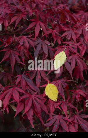 Feuilles de bouleau jaune argent tombé sur Acer feuilles en automne Banque D'Images