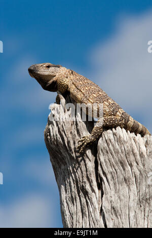 Rock monitor, Varanus albigularis, Etosha National Park, Namibie, Afrique Banque D'Images