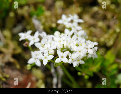 Le gaillet Galium saxatile Heath - de plus en plus charmante Banque D'Images