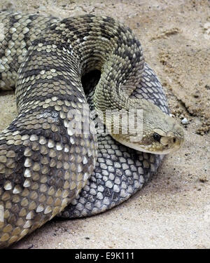 Côte ouest du Mexique crotale de l'Ouest (Crotalus basiliscus) Banque D'Images