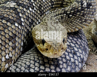 Côte ouest du Mexique crotale de l'Ouest (Crotalus basiliscus) Banque D'Images