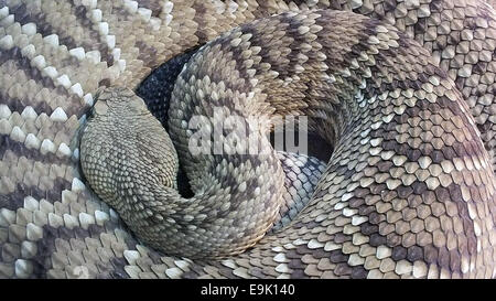 Côte ouest du Mexique crotale de l'Ouest (Crotalus basiliscus) Banque D'Images