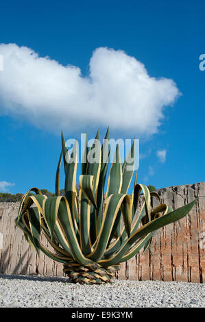 Succulentes sur paysage rocheux Banque D'Images