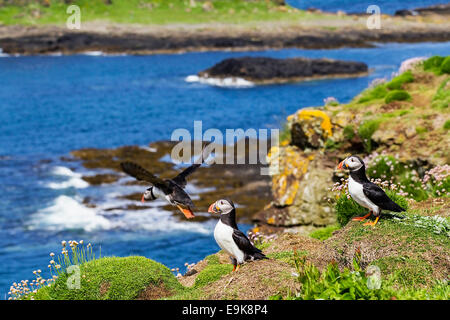 Macareux moine (Fratercula arctica) décolle de falaise colonie comme deux autres donnent sur Banque D'Images