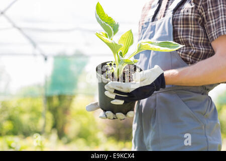 Au milieu du jardinier holding potted plant at nursery Banque D'Images