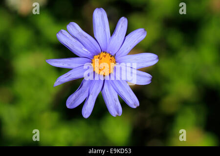 Daisy Blue flower ( Felicia aethiopica) dans le jardin de Vergelegen Estate dans Somerset West dans la région vinicole du Cap. Banque D'Images