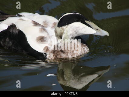 Close-up of a Common Eider (Somateria mollissima) Nager dans un lac, chef reflète dans l'eau Banque D'Images