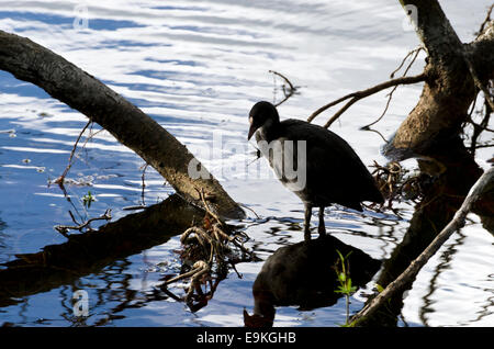 Foulque macroule (Fulica atra) et son reflet dans le loch de Linlithgow, West Lothian, Scotland. Banque D'Images