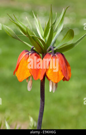 Couronne impériale Fritillary, couronne impériale ou de la Couronne du Kaiser (Fritillaria imperialis) Banque D'Images