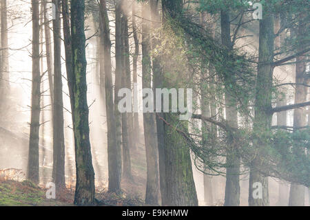 Mist et rayons de soleil dans une forêt dans le Peak District sur une belle fin de l'hivers matin. Banque D'Images
