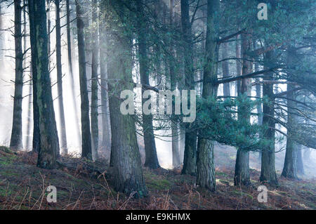 Mist et rayons de soleil dans une forêt dans le Peak District sur une belle fin de l'hivers matin. Banque D'Images