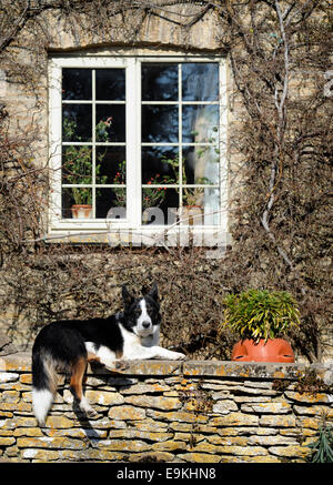 Un chien posé sur un mur en pierre de Cotswold, dans le village de Southrop, Gloucestershire UK Banque D'Images