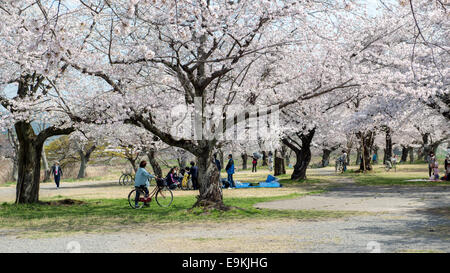 Les touristes japonais profitez cherry blossom pendant le printemps à Arashiyama. Banque D'Images