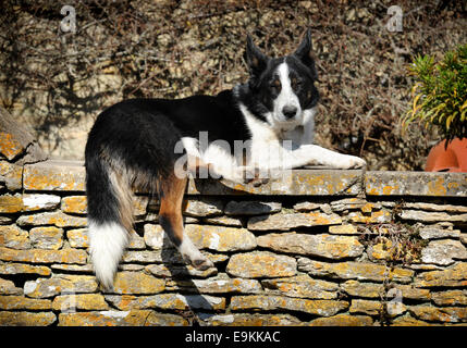 Un chien posé sur un mur en pierre de Cotswold, dans le village de Southrop, Gloucestershire UK Banque D'Images