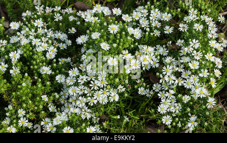 Aster ericoides prostratus forma Banque D'Images