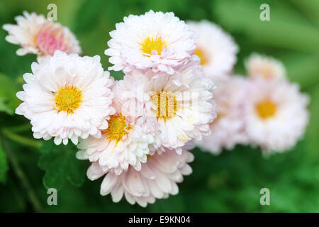 Près d'une pluie Chrysanthème Banque D'Images