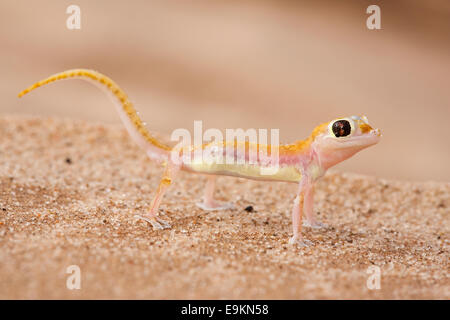 Webfooted Palmatogecko rangei, gecko, Désert du Namib, Namibie Banque D'Images