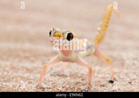 Webfooted Palmatogecko rangei, gecko, léchant la rosée du visage, Désert du Namib, Namibie Banque D'Images