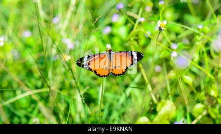 Plain Tiger ( Danaus chrysippe ), Beau papillon orange nectar de fleurs sur l'alimentation dans le pré Banque D'Images