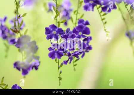 Golden rosée goutte, Pigeon Berry, Sky Flower ( Duranta erecta ), les fleurs sont de couleur bleu clair ou de lavande, est un petit fruit globuleux y Banque D'Images