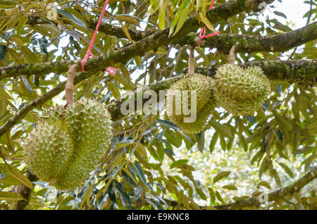 Durian (Durio zibethinus ) sur l'arbre au verger, roi des fruits en Thailande Banque D'Images