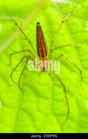 Orange mâle araignée Lynx ou Oxyopes Quadrifasciatus sur les feuilles vertes Banque D'Images