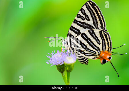 Close up papillon blanc avec rayures noires et queue manger orange sur le nectar des fleurs d'herbe en Thaïlande, Club Silverline o Banque D'Images