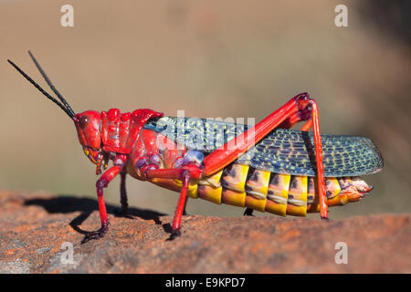 L'asclépiade commune, criquets Phymateus morbillosus, Samara Private Game Reserve, Karoo, Afrique du Sud Banque D'Images