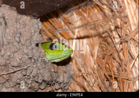 Dispholidus typus, Boomslang, dans le nid de guêpe, Kruger National Park, Afrique du Sud Banque D'Images