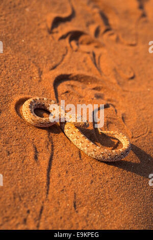 Du Peringuey adder (sidewinding Bitis peringueyi) (addition), 'sidewinding', Désert du Namib, Namibie, Banque D'Images