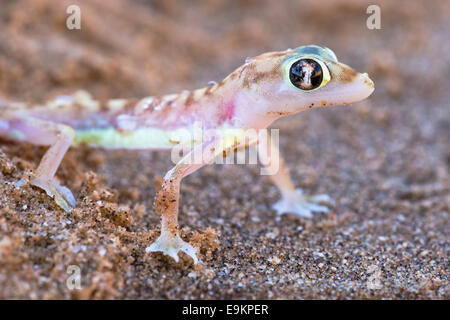 Webfooted Palmatogecko rangei (Gecko), Désert du Namib, Namibie Banque D'Images