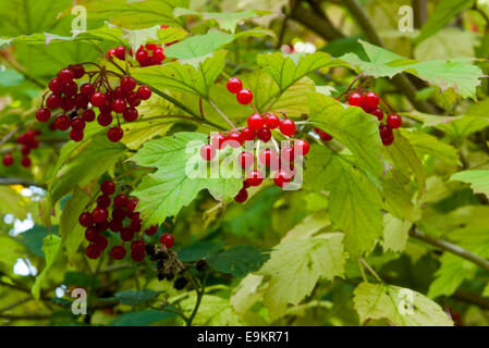 Baies rouges de l'Guelder Rose sur fond vert des feuilles Banque D'Images