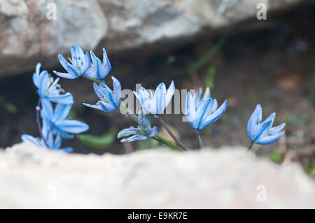 Groupe de fleurs Squill de Sibérie dans une crevasse prises dans le Parc National Aladağlar en Turquie Banque D'Images