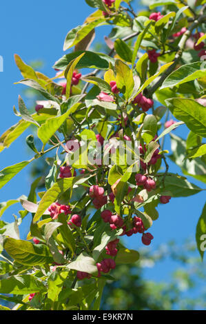 Les fruits rouges d'un arbre de fusée prises contre un ciel bleu et vert feuillage background Banque D'Images