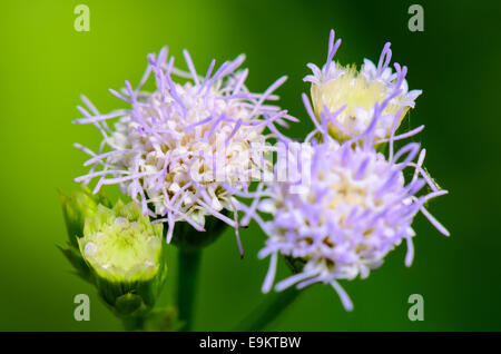 Les petites fleurs bleues de Billy Goat Weed ( Ageratum conyzoides ) en Thaïlande Banque D'Images