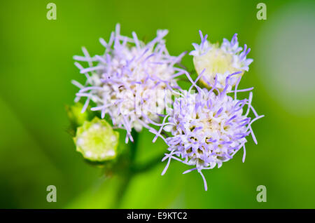 Les petites fleurs bleues de Billy Goat Weed ( Ageratum conyzoides ) en Thaïlande Banque D'Images