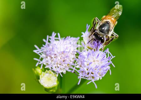 Close up les petites abeilles à la recherche de nectar sur fleur de Billy Goat Weed en Thaïlande Banque D'Images