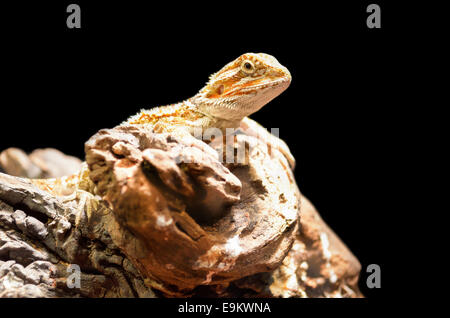 Dragon barbu ou Pogona vitticeps est un genre de reptiles isolé sur fond noir Banque D'Images