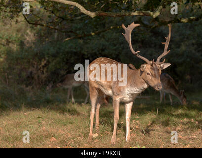 Le pâturage des daims dans un espace boisé, Waterleidingduinen Amsterdamse, Vogelenzang, Hollande du Nord, aux Pays-Bas. Banque D'Images