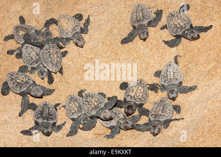 Les petites tortues caouanne, Caretta caretta, déménagement du nid de mer la nuit, Banga Nek, Kwazulu Natal, Afrique du Sud Banque D'Images