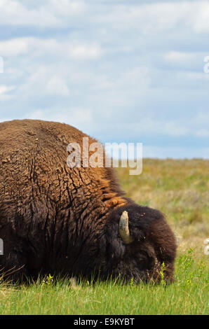 Alimentation Bison dans les prairies dans les grandes plaines du Montana à l'American Prairie Reserve. Au sud de Malte, au Montana. Banque D'Images