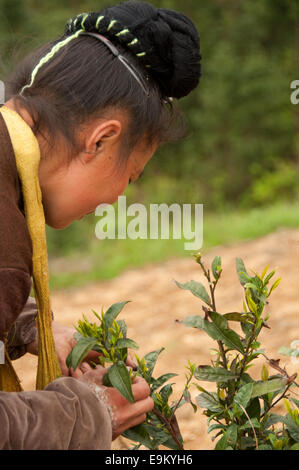 Miao Woman picking les feuilles de thé, xijiang, province de Guizhou, Chine Banque D'Images