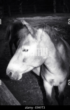 Portrait cheval noir Banque D'Images