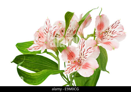 L'Alstroemeria flowers isolated on white Banque D'Images