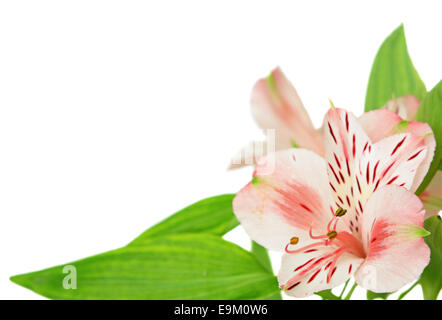 L'Alstroemeria flowers isolated on white Banque D'Images