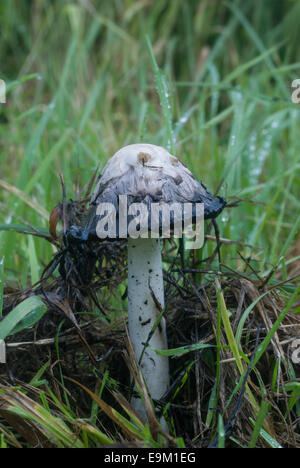 Shaggy Cap d'encre (Coprinus comatus champignons) libre de cap début à deliquesce Banque D'Images