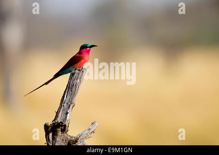 Le sud de Carmine bee-eater est perché sur une branche Banque D'Images