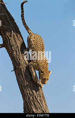 Leopard descend un arbre contre un beau ciel bleu Banque D'Images